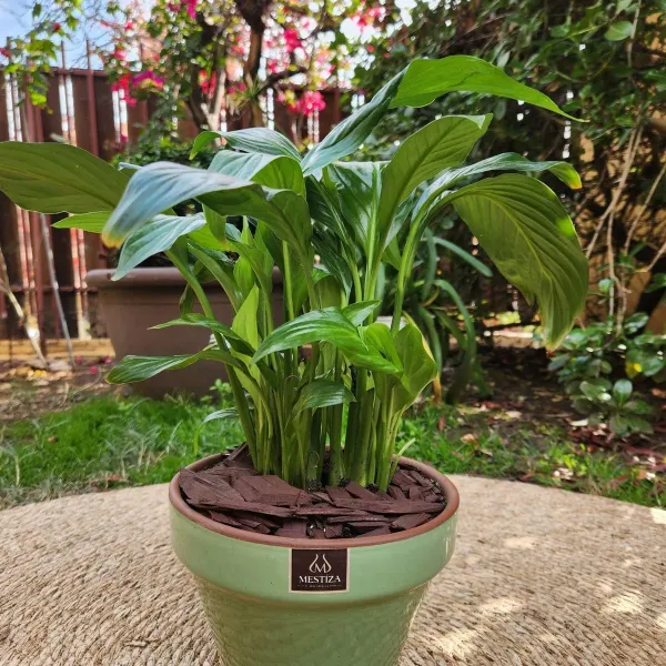 Planta Natural Spathiphyllum Con Maceta Kony Verde 19 cm